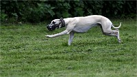 Levriers 19-04-27 131   Photos ACG 2019