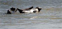 Phoques Berck 19-05-31 047   Photo ACG 2018