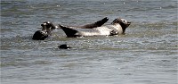 Phoques Berck 19-05-31 050   Photo ACG 2018