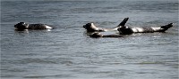 Phoques Berck 19-05-31 067   Photo ACG 2018