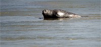 Phoques Berck 19-05-31 086   Photo ACG 2018