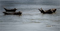 Phoques Berck 19-05-31 094   Photo ACG 2018