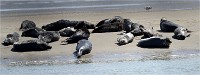 Phoques Berck 19-05-31 101   Photo ACG 2018