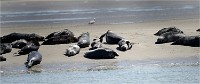 Phoques Berck 19-05-31 108   Photo ACG 2018