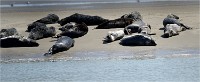 Phoques Berck 19-05-31 118   Photo ACG 2018
