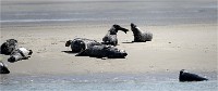 Phoques Berck 19-05-31 124   Photo ACG 2018