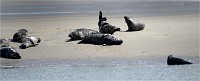 Phoques Berck 19-05-31 127   Photo ACG 2018