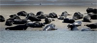 Phoques Berck 19-05-31 152   Photo ACG 2018