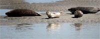 Phoques Berck 19-05-31 173   Photo ACG 2018