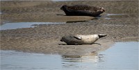 Phoques Berck 19-05-31 179   Photo ACG 2018