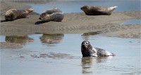 Phoques Berck 19-05-31 187   Photo ACG 2018