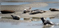 Phoques Berck 19-05-31 199   Photo ACG 2018