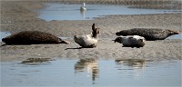 Phoques Berck 19-05-31 205   Photo ACG 2018
