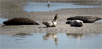 Phoques Berck 19-05-31 207   Photo ACG 2018