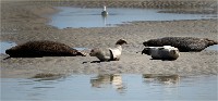 Phoques Berck 19-05-31 208   Photo ACG 2018