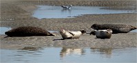 Phoques Berck 19-05-31 214   Photo ACG 2018
