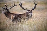 Richmond Park 19 10 01 4385   Photos ACG 2019