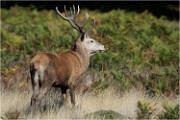 Richmond Park 19 10 02 5501   Photo ACG 2019