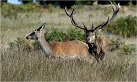 Richmond Park 19 10 02 5558   Photo ACG 2019