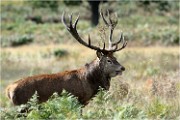 Richmond Park 19 10 02 5587   Photo ACG 2019