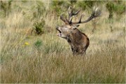 Richmond Park 19 10 02 5625   Photo ACG 2019