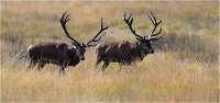 Richmond Park 19 10 02 5705   Photo ACG 2019