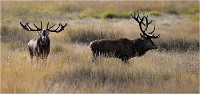 Richmond Park 19 10 02 5716   Photo ACG 2019