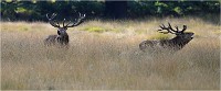 Richmond Park 19 10 02 5802   Photo ACG 2019