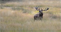 Richmond Park 19 10 02 5807   Photo ACG 2019