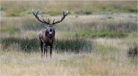 Richmond Park 19 10 02 5816   Photo ACG 2019