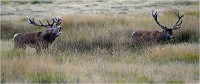 Richmond Park 19 10 02 5832   Photo ACG 2019