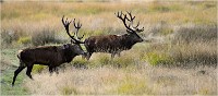 Richmond Park 19 10 02 5863   Photo ACG 2019