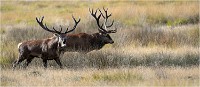 Richmond Park 19 10 02 5874   Photo ACG 2019