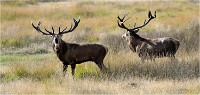 Richmond Park 19 10 02 5921   Photo ACG 2019