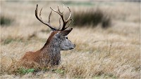 Richmond Park 19 10 03 0702   Photos ACG 2019
