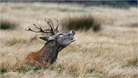 Richmond Park 19 10 03 0708   Photos ACG 2019