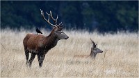 Richmond Park 19 10 03 0749   Photos ACG 2019