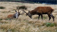 Richmond Park 19 10 03 0801   Photos ACG 2019