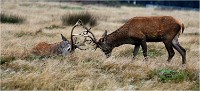 Richmond Park 19 10 03 0812   Photos ACG 2019