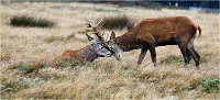 Richmond Park 19 10 03 0854   Photos ACG 2019
