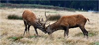 Richmond Park 19 10 03 0872   Photos ACG 2019