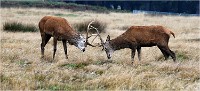 Richmond Park 19 10 03 0891   Photos ACG 2019