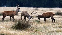 Richmond Park 19 10 03 1003   Photos ACG 2019