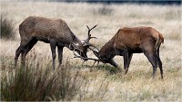 Richmond Park 19 10 03 1031   Photos ACG 2019