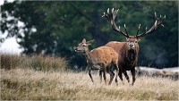 Richmond Park 19 10 03 1135   Photos ACG 2019