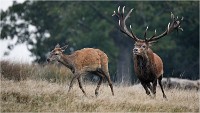 Richmond Park 19 10 03 1136   Photos ACG 2019