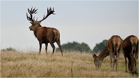 Richmond Park 19 10 03 1148   Photos ACG 2019