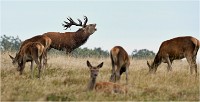 Richmond Park 19 10 03 1187   Photos ACG 2019