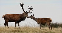 Richmond Park 19 10 03 1254   Photos ACG 2019