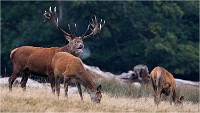 Richmond Park 19 10 03 1280   Photos ACG 2019